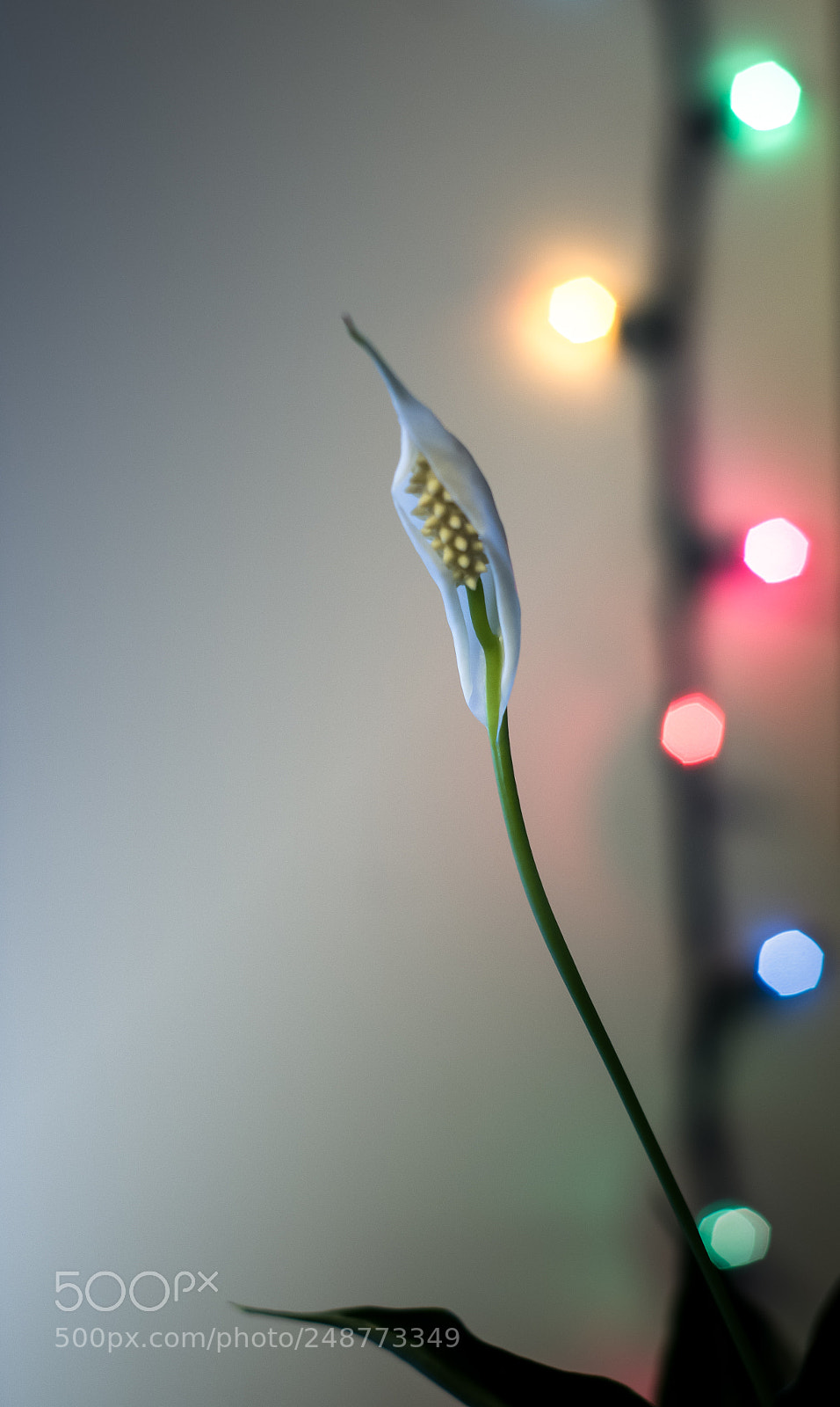 Pentax K-50 sample photo. House plant blooming indoors photography