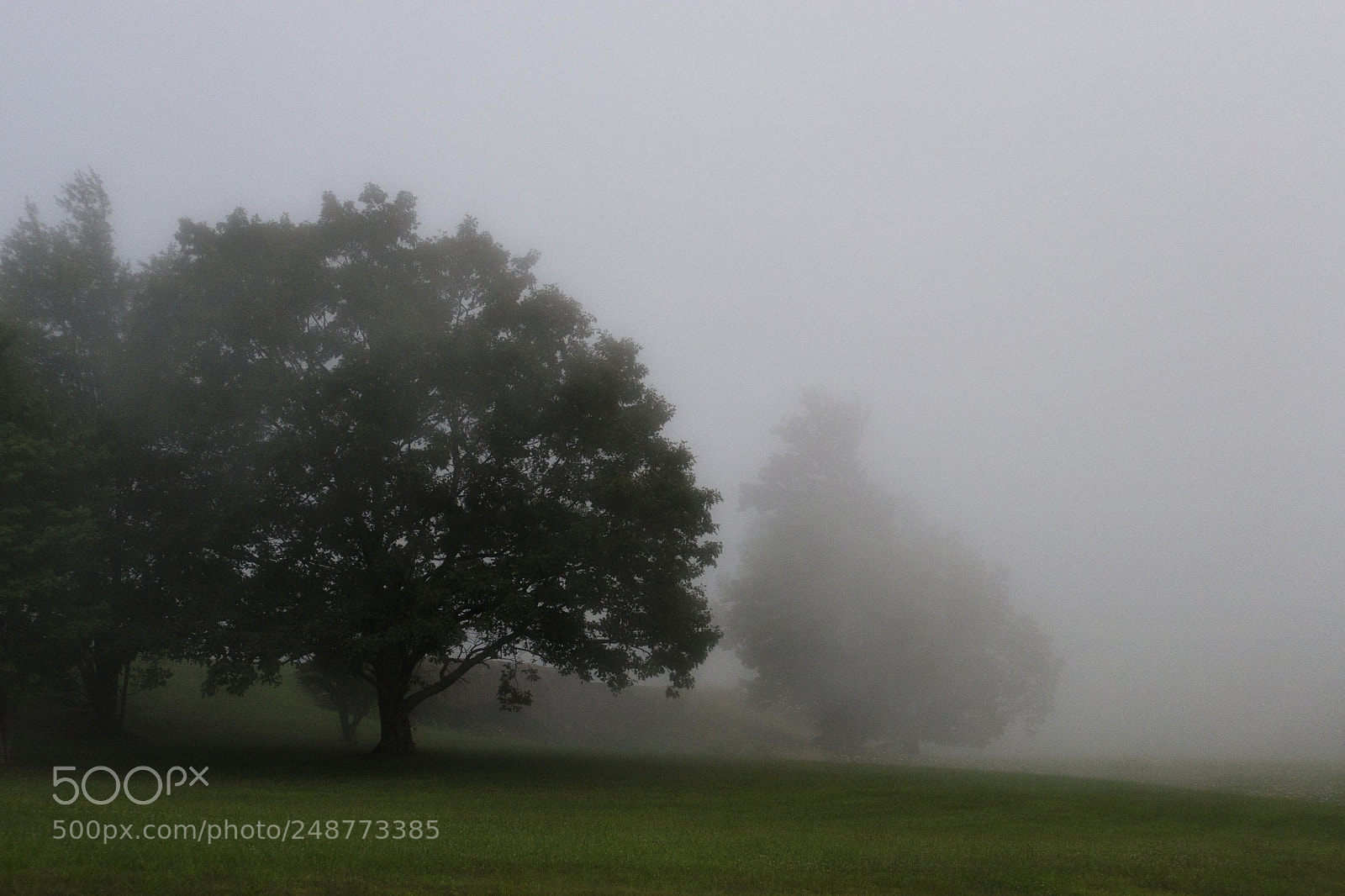 Nikon D3100 sample photo. Foggy evening photography