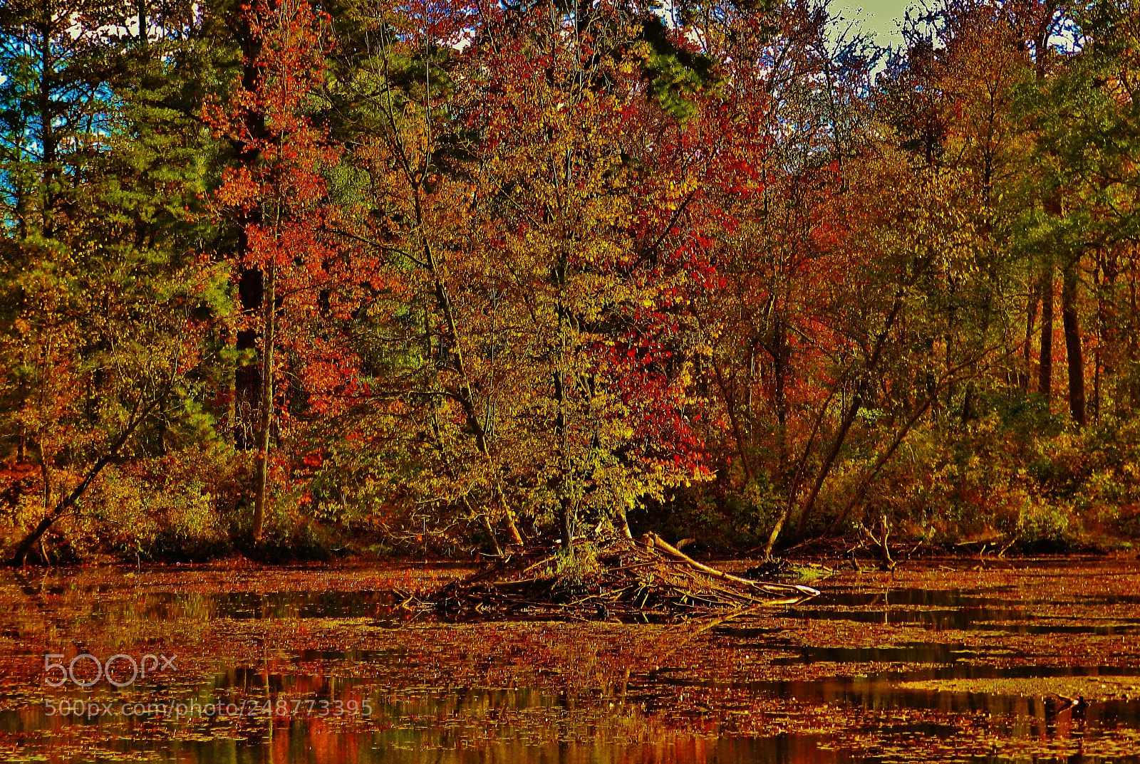 Nikon Coolpix P500 sample photo. Patuxent ponds fall foliage photography