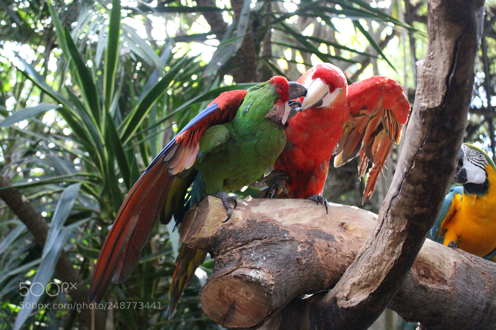 Canon EOS 700D (EOS Rebel T5i / EOS Kiss X7i) sample photo. Beso guacamaya photography