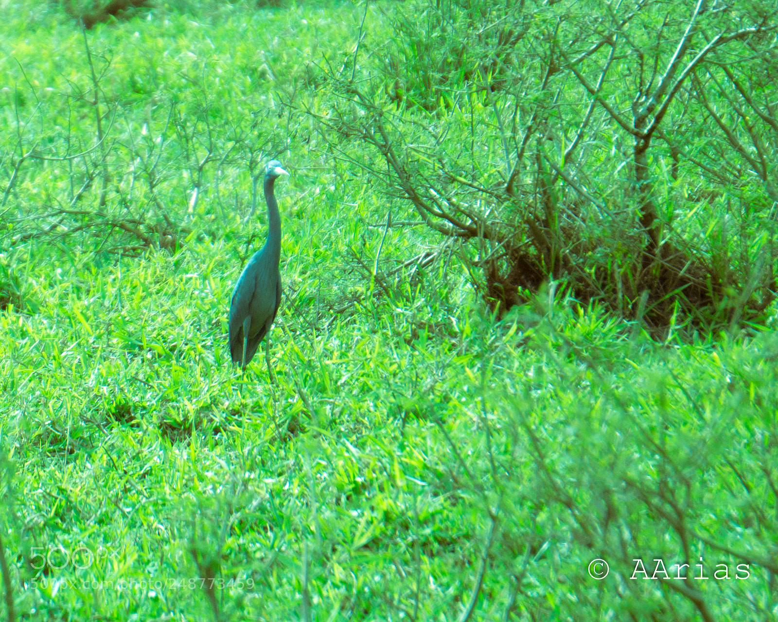 Sony a6000 sample photo. Birds of maleku photography