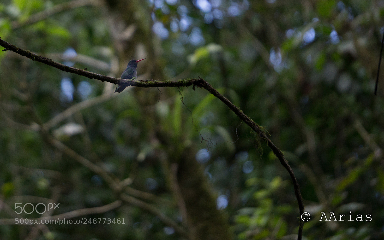 Sony a6000 sample photo. Birds of maleku photography