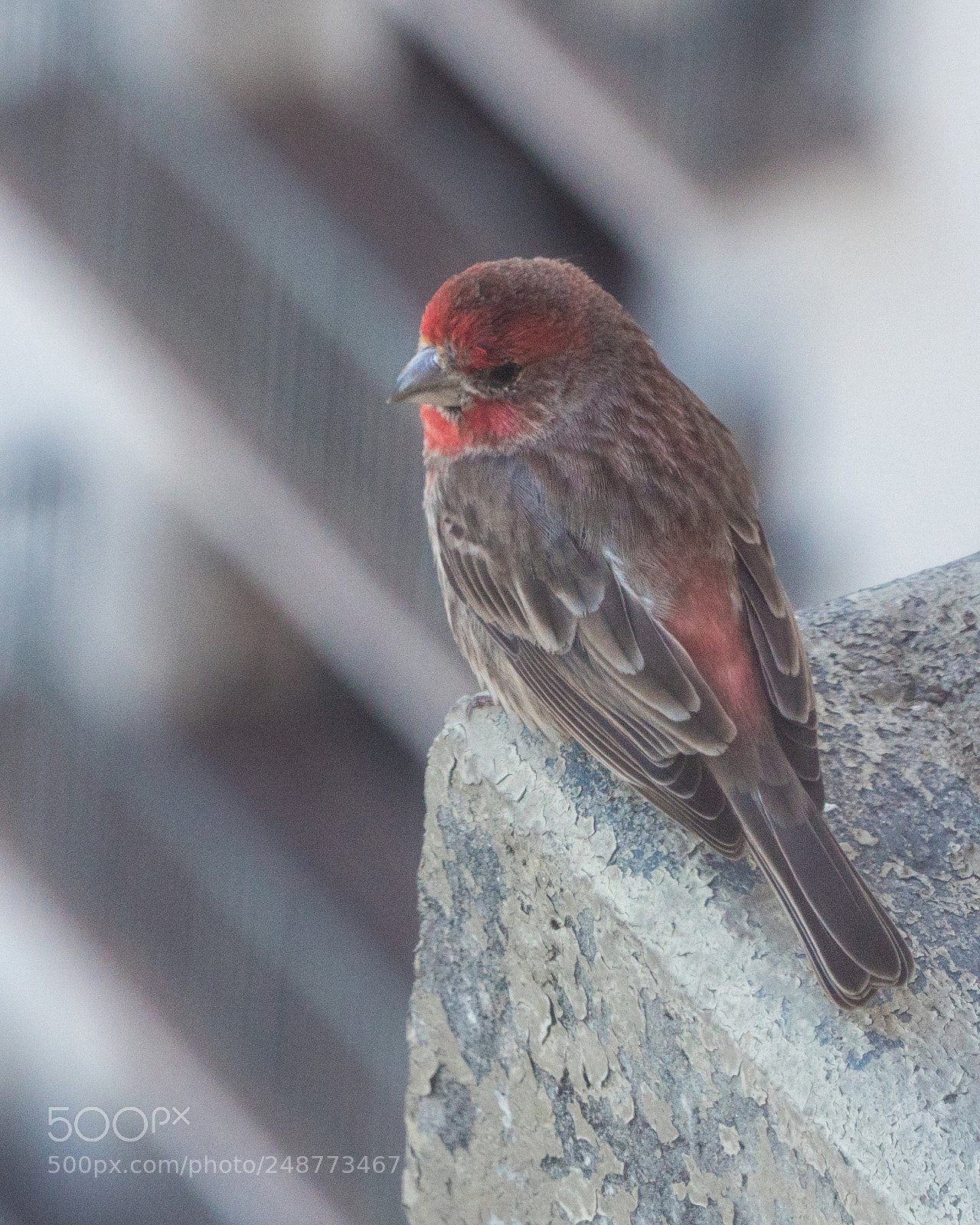 Sony a6300 sample photo. Red headed sparrow photography