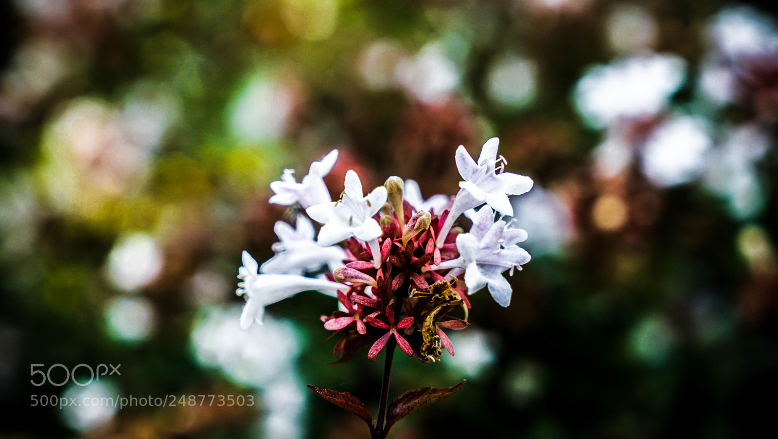 Sony a7R sample photo. Dsc photography