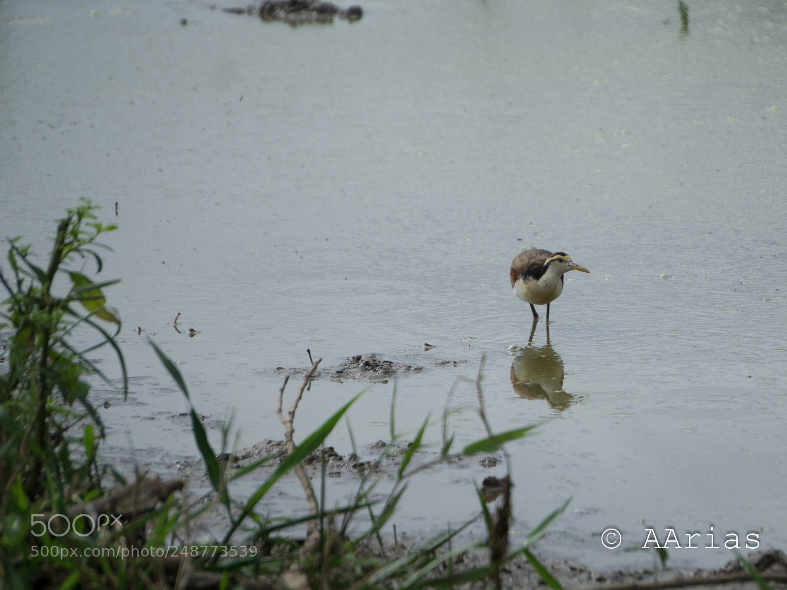 Sony a6000 sample photo. Birds of maleku photography