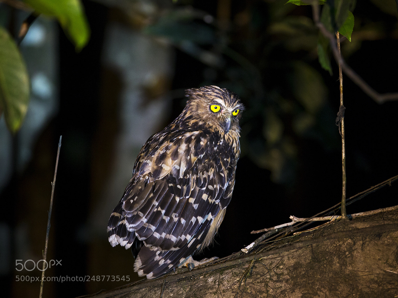 Canon EOS-1D X sample photo. Malaysia 2014 photography
