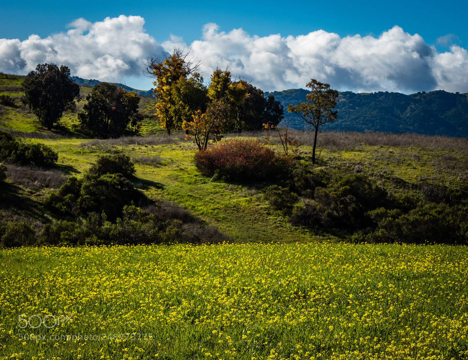Nikon D810 sample photo. Meadow view with blue photography