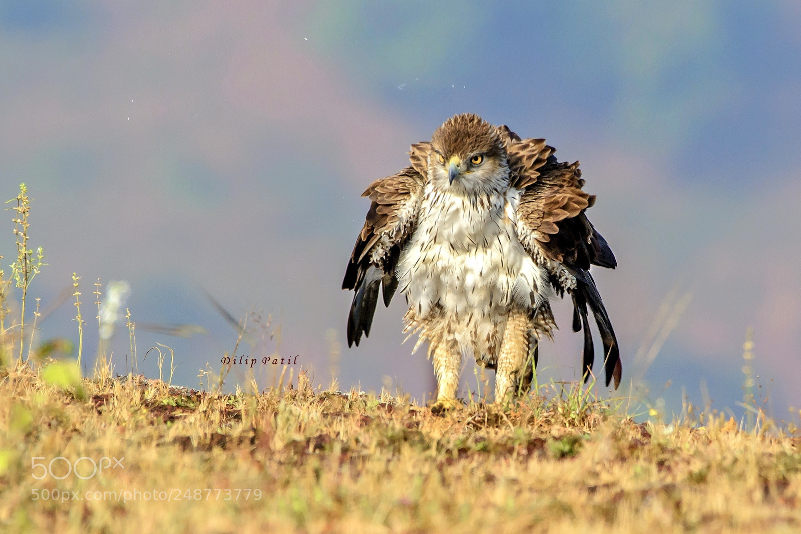 Nikon D7100 sample photo. Bonelli's eagle photography