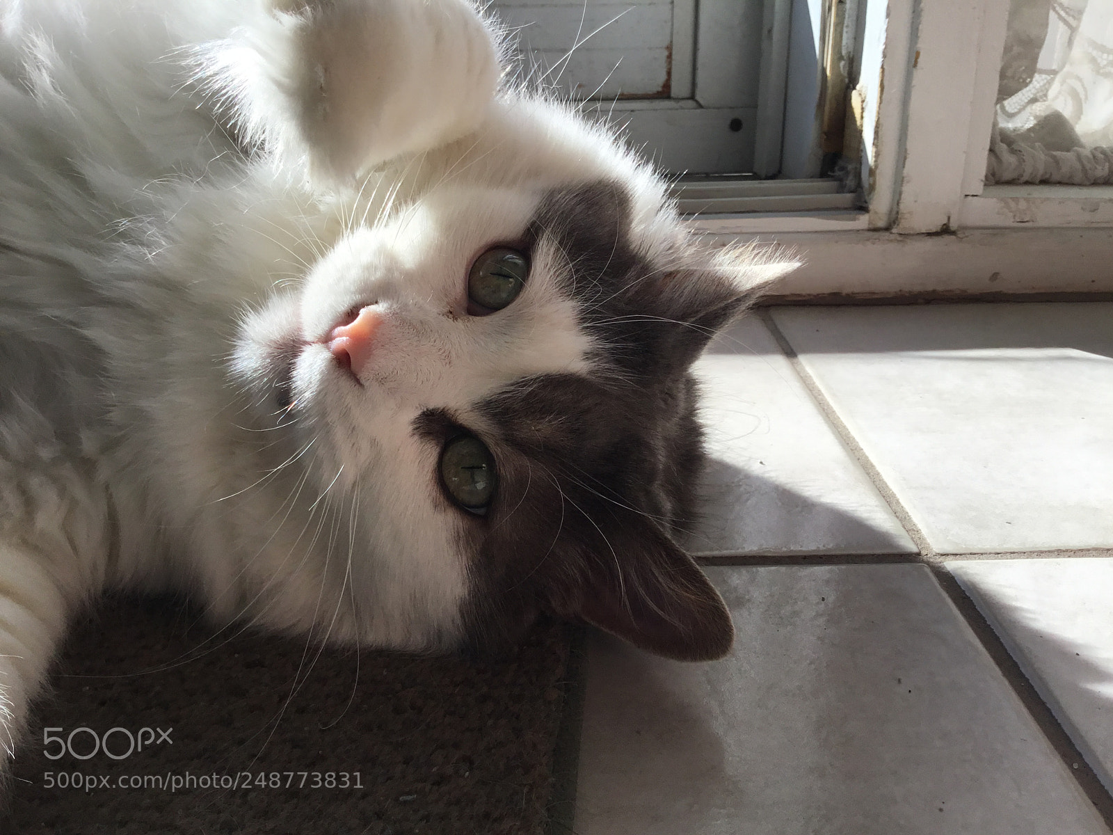 Apple iPad sample photo. My cat tim ❤️ photography