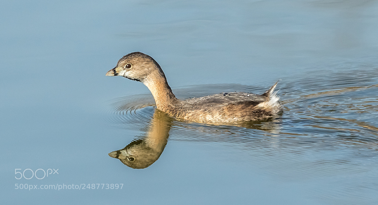 Canon EOS 7D Mark II sample photo. Pied-billed grebe photography