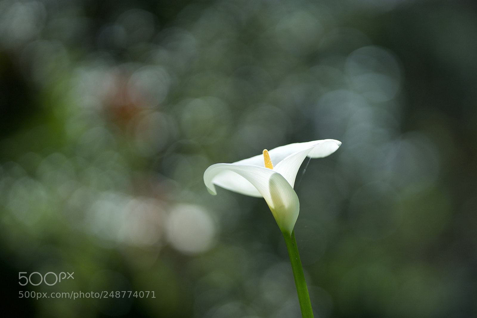Sony a7 sample photo. White lily photography