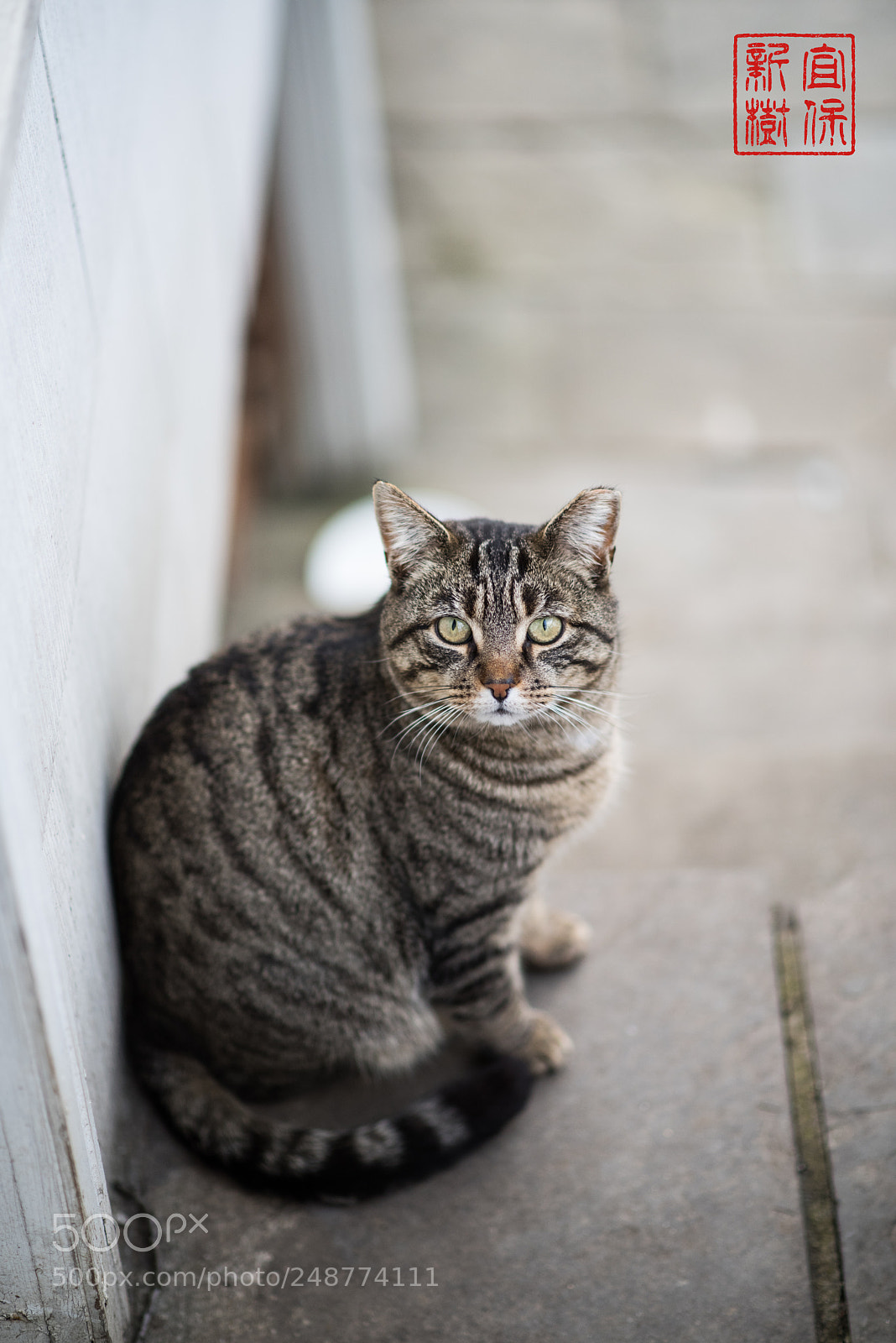 Nikon D810 sample photo. Cat photography