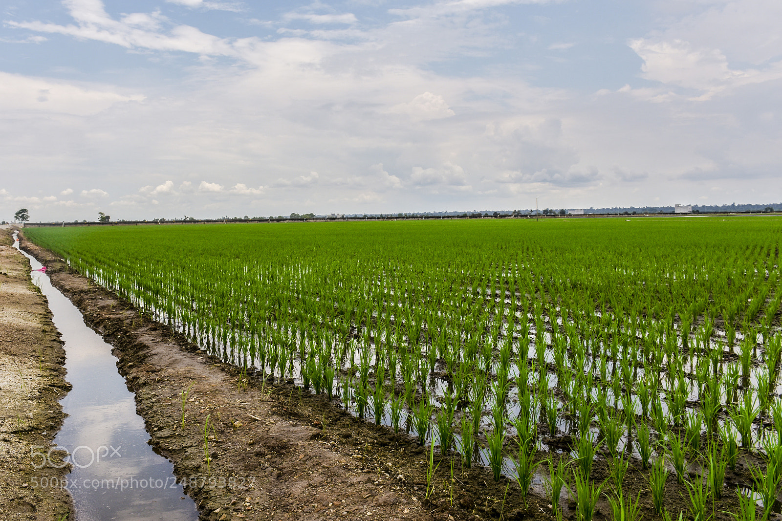Nikon D7200 sample photo. Padi field in malaysia photography