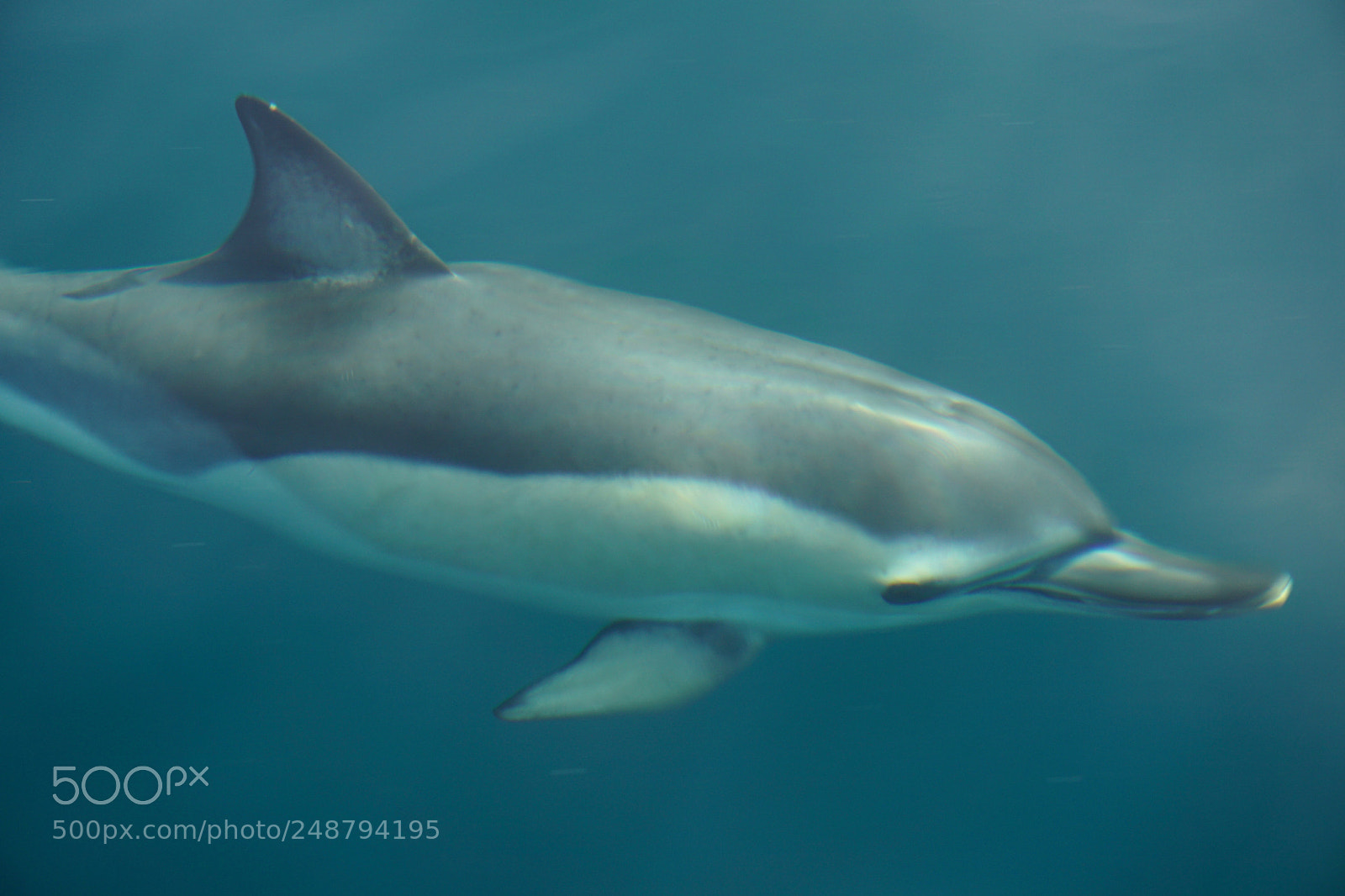 Sony a6000 sample photo. Dolphin in its element photography