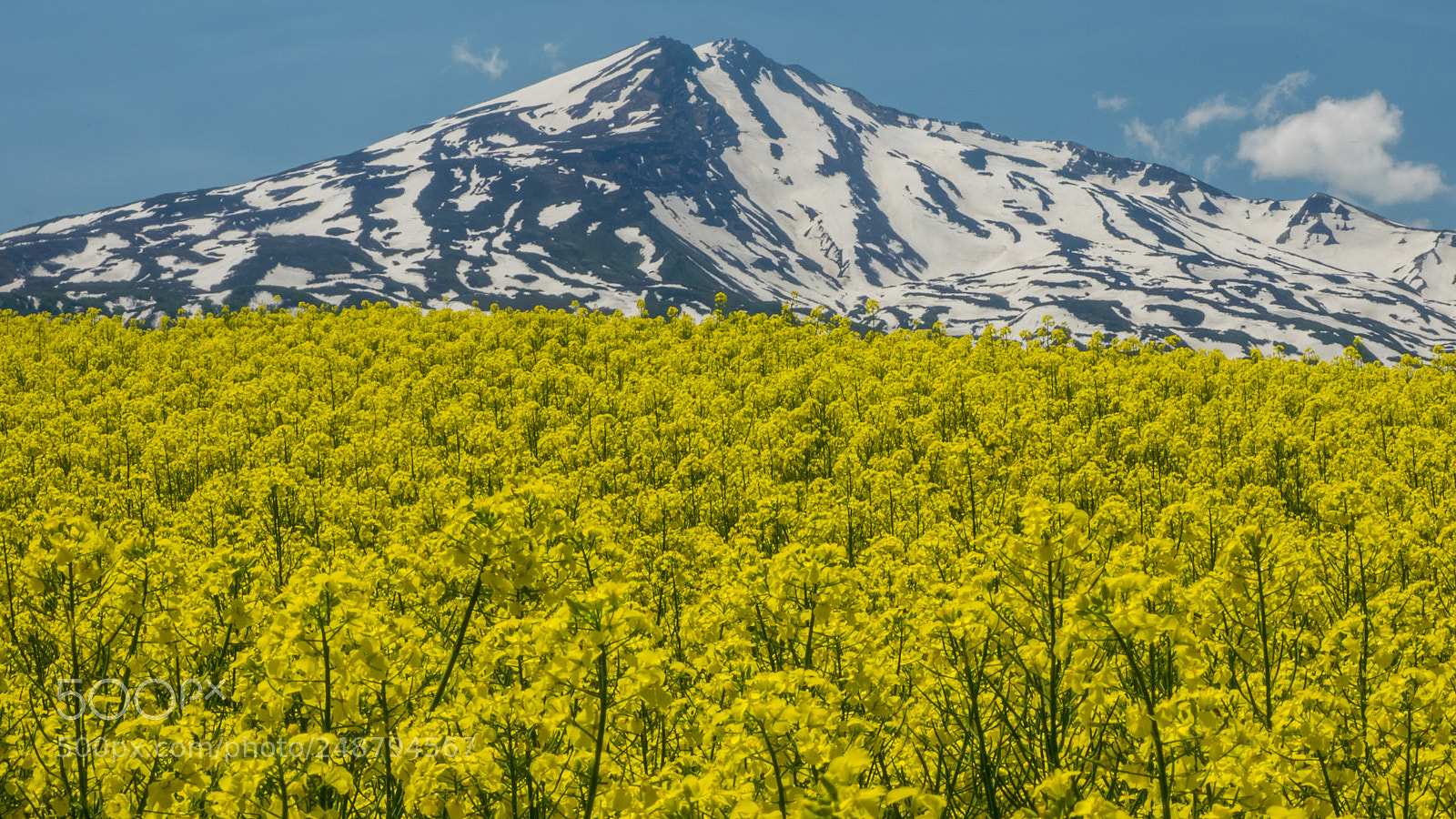 Olympus OM-D E-M1 sample photo. Early summer photography