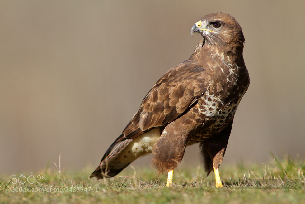 Canon EOS 7D sample photo. Common buzzard photography