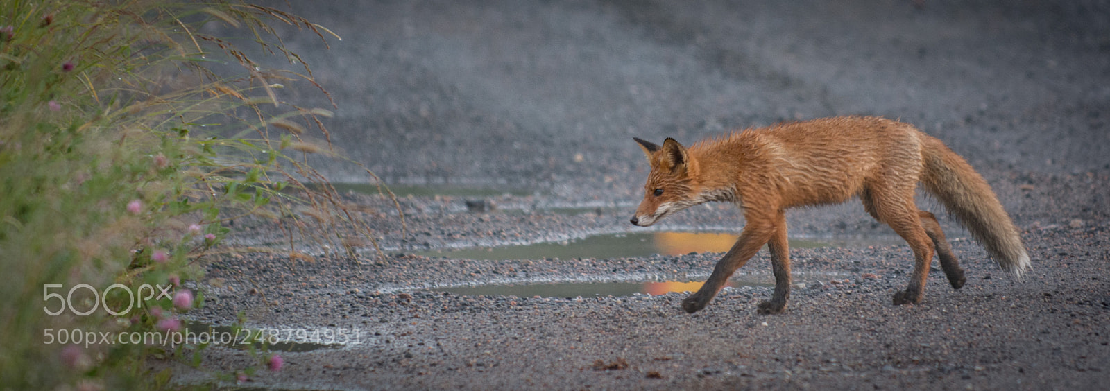Nikon D7100 sample photo. Foxy photography