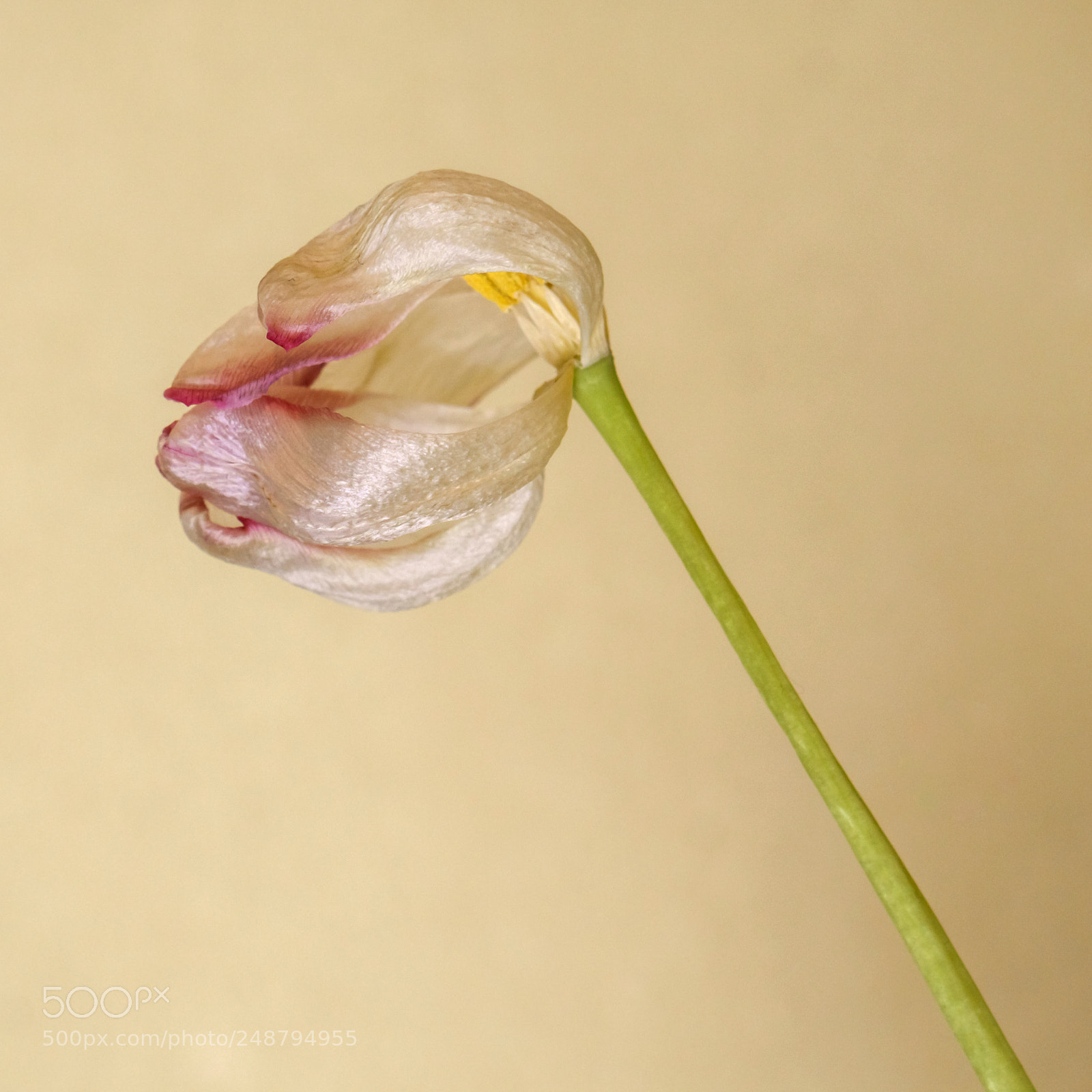 Sony a6000 sample photo. Vintage tulip photography