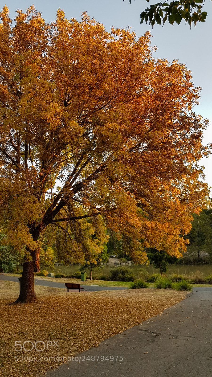 Samsung Galaxy S8 sample photo. Autumn colors photography