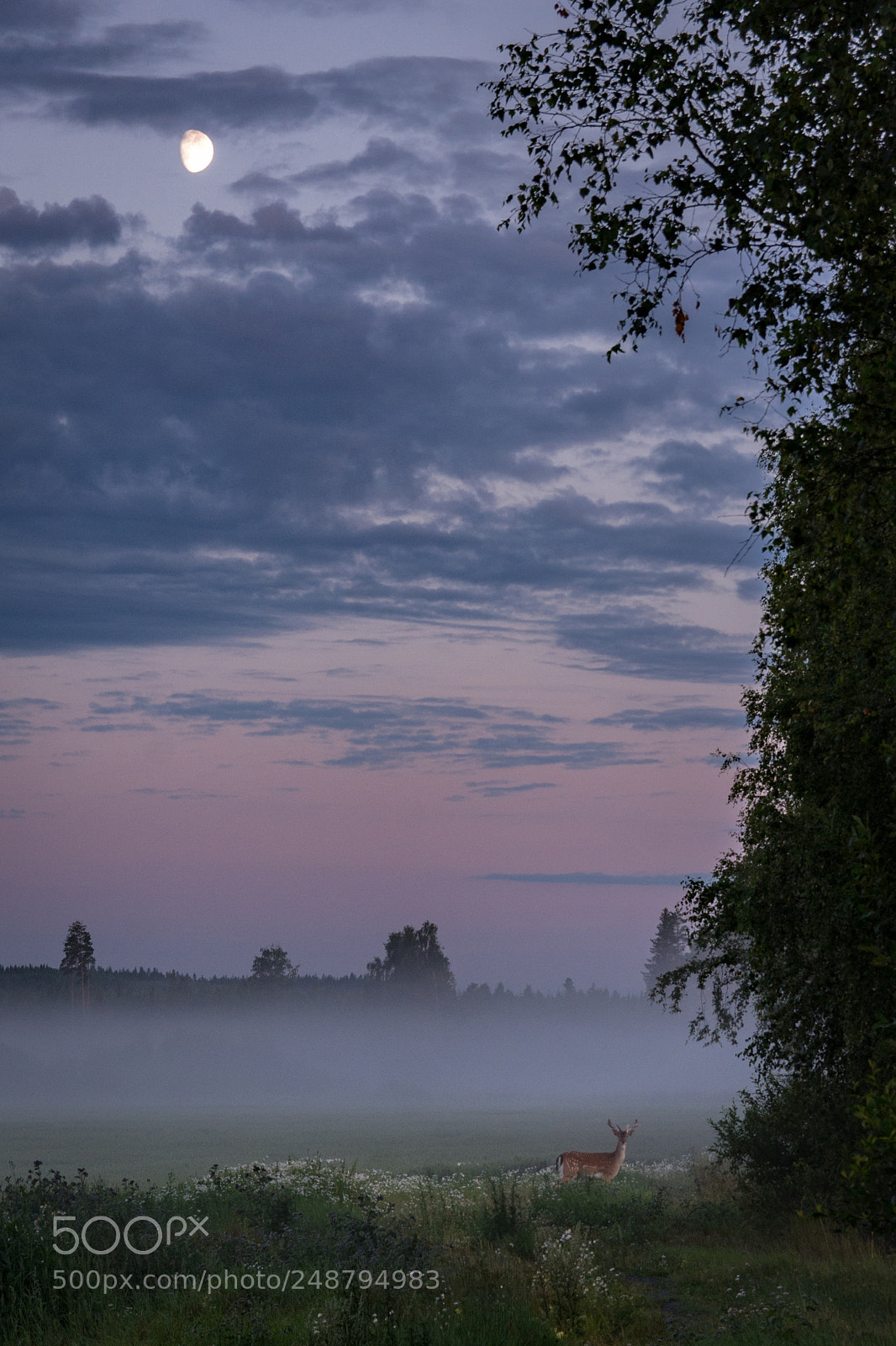 Nikon D7100 sample photo. Fallow deer photography
