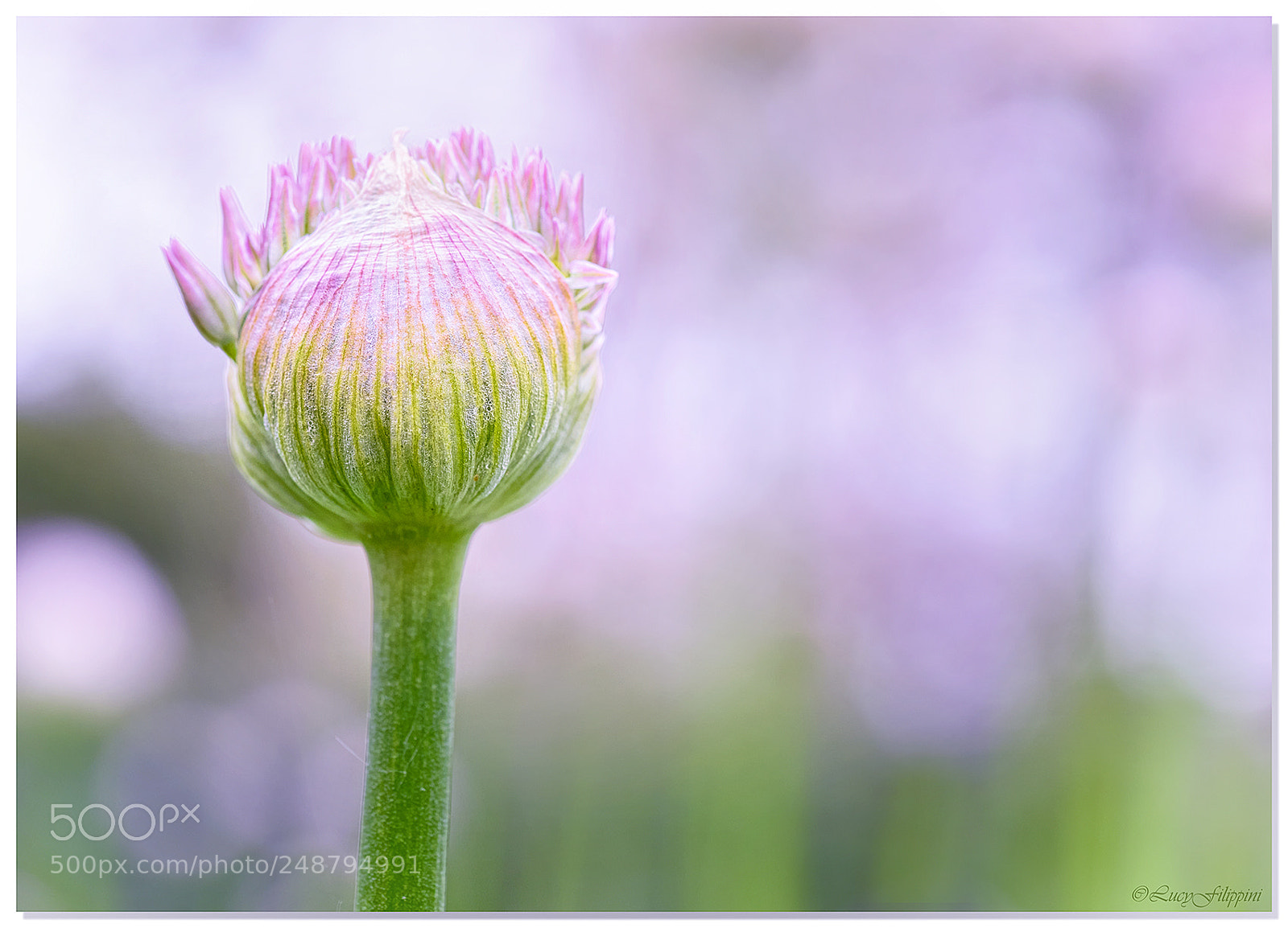 Olympus OM-D E-M1 sample photo. Sprouting flower.... photography