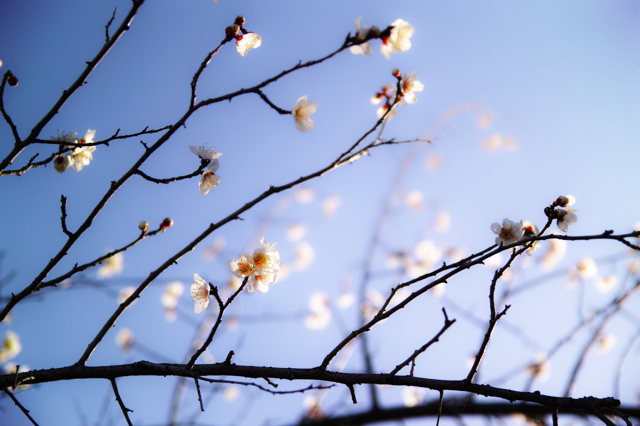 Sigma SD1 Merrill + Sigma 17-50mm F2.8 EX DC OS HSM sample photo. Spring will come photography