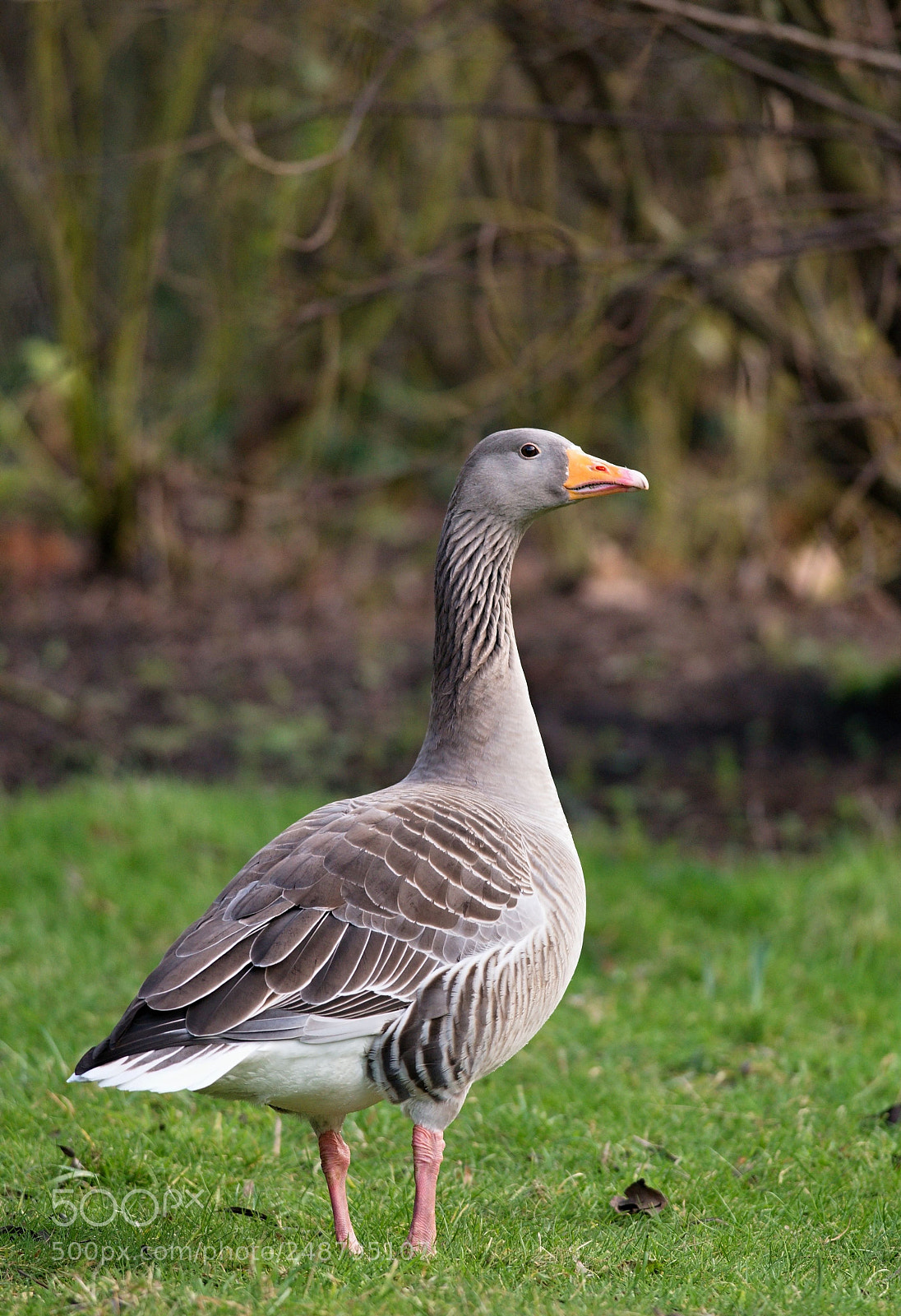 Nikon D610 sample photo. Greylag goose photography