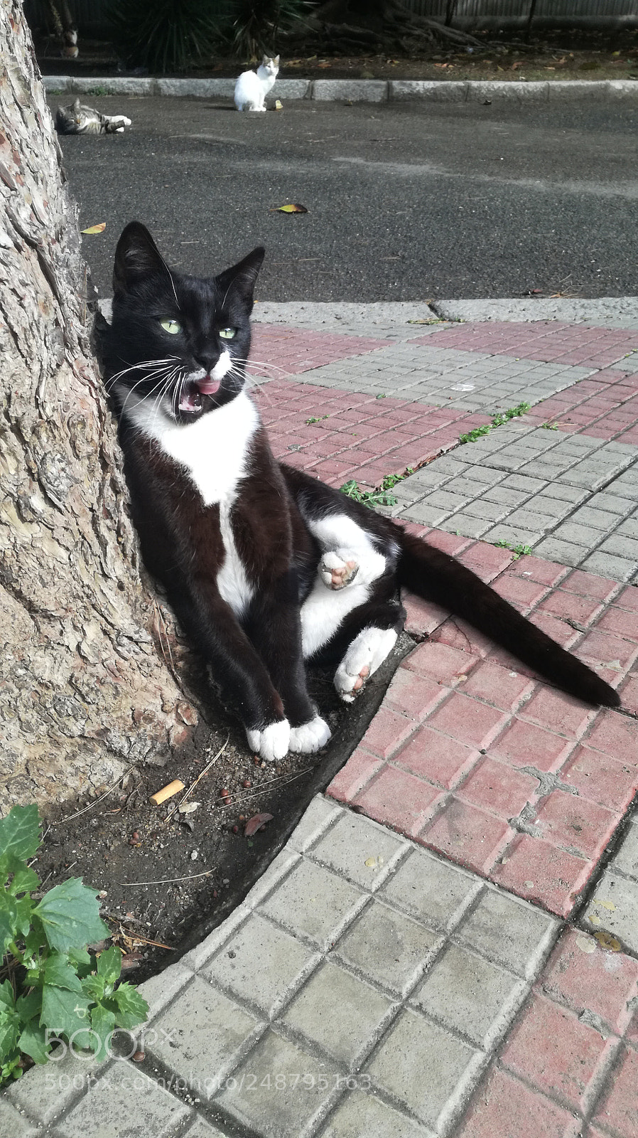 HUAWEI P9 LITE sample photo. Lazy cat photography