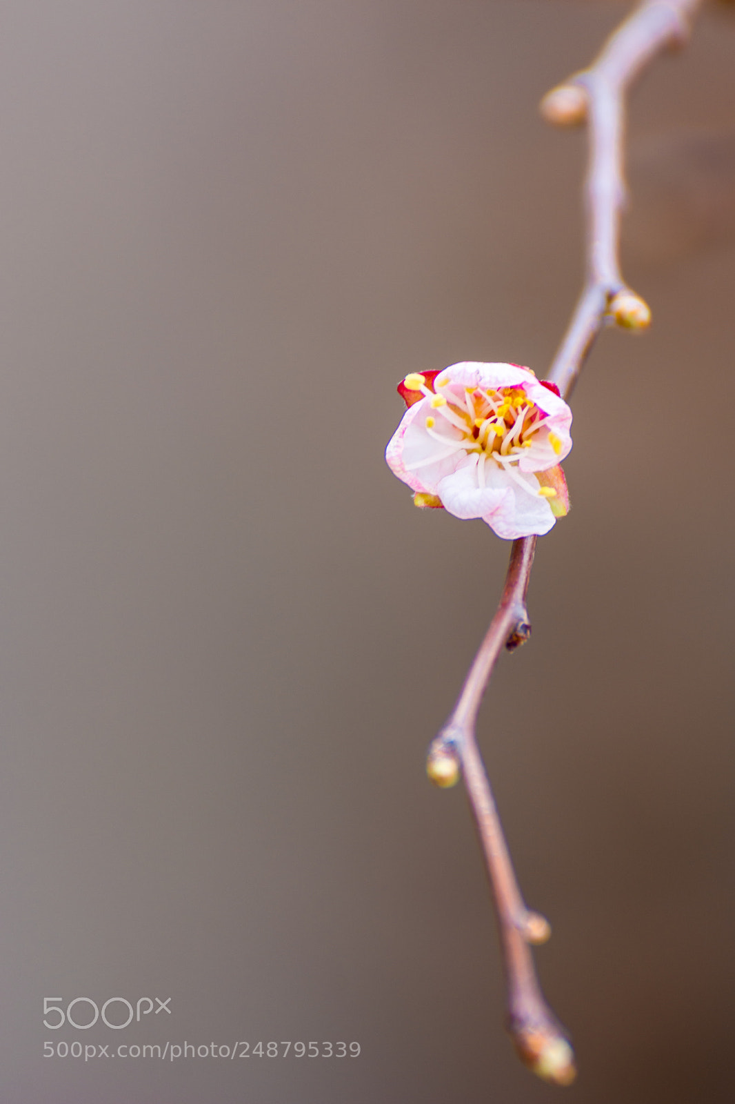 Nikon D7100 sample photo. Blossom photography