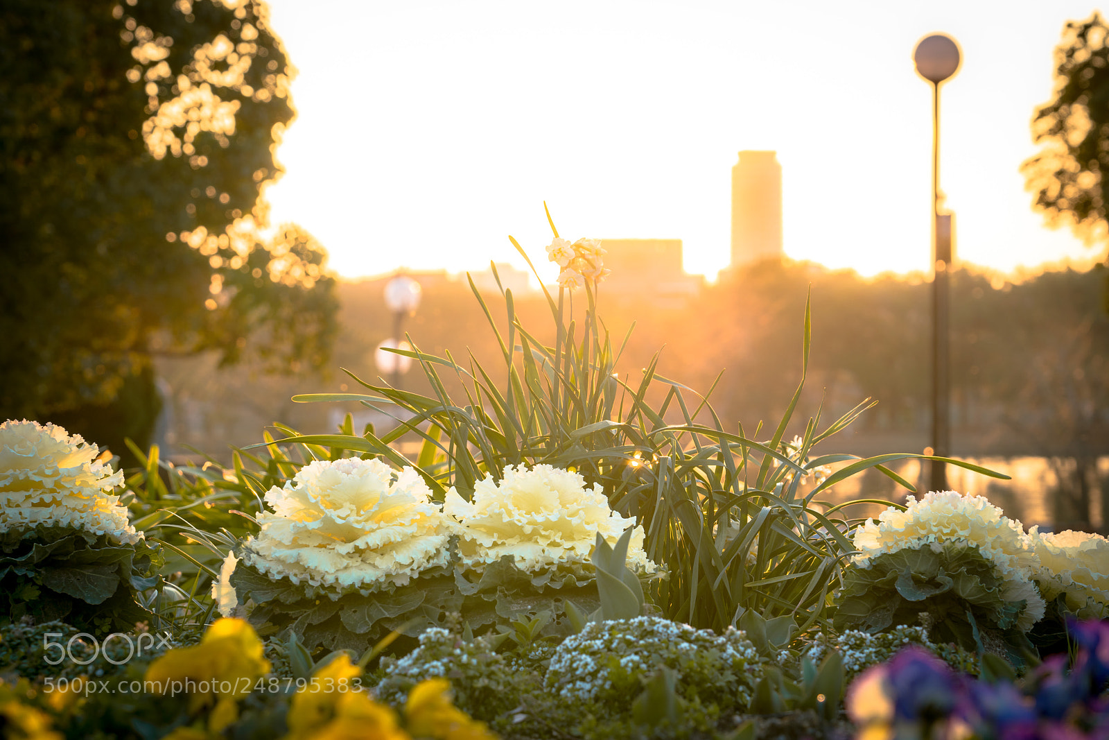 Sony a7R II sample photo. Sunset flower photography