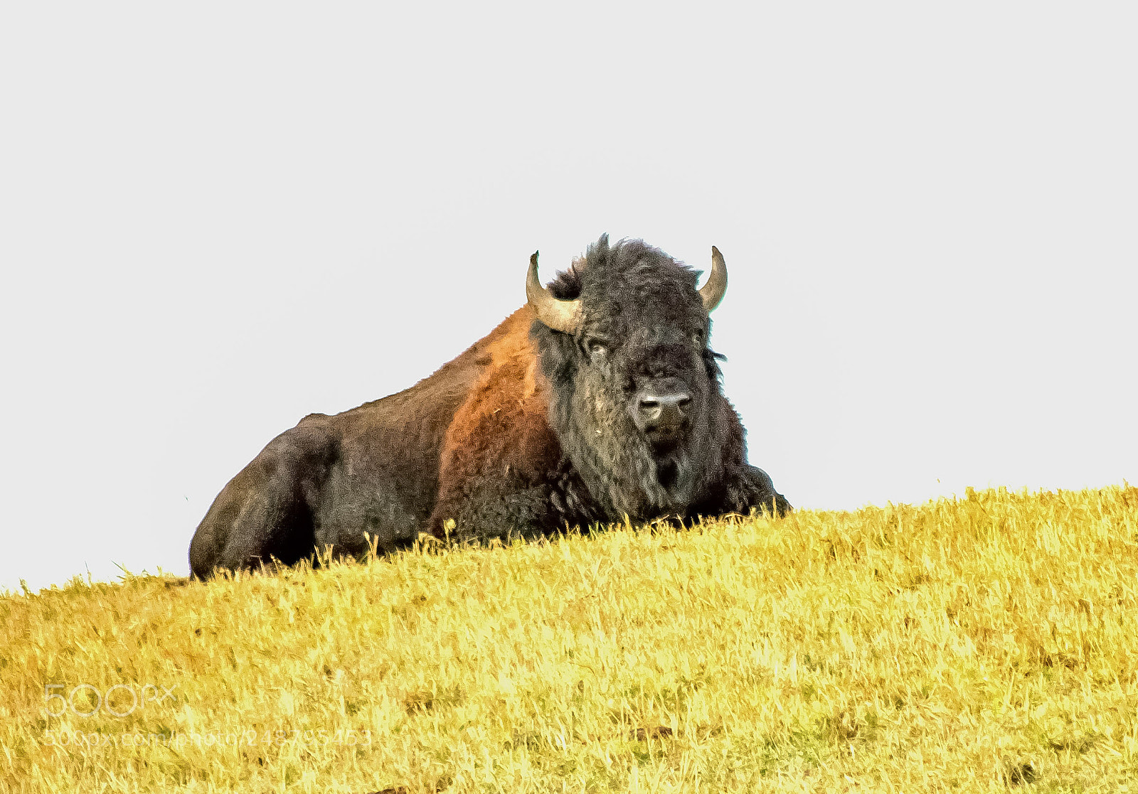 Nikon D3200 sample photo. Bison photography