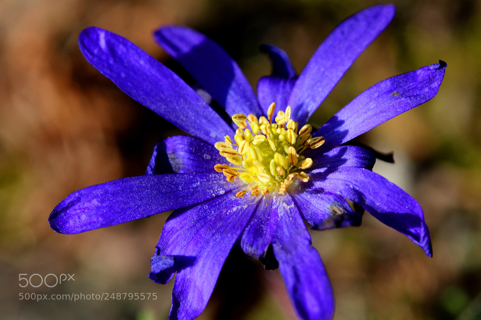 Canon EOS 700D (EOS Rebel T5i / EOS Kiss X7i) sample photo. Harmony in blue photography