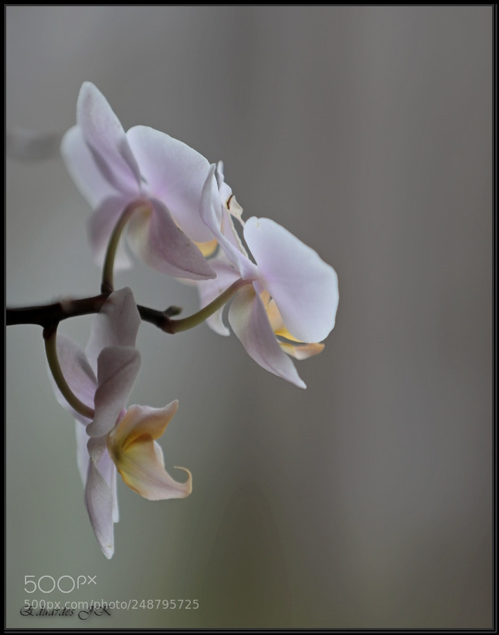 Canon EF 70-200mm F2.8L IS II USM sample photo. The flower photography