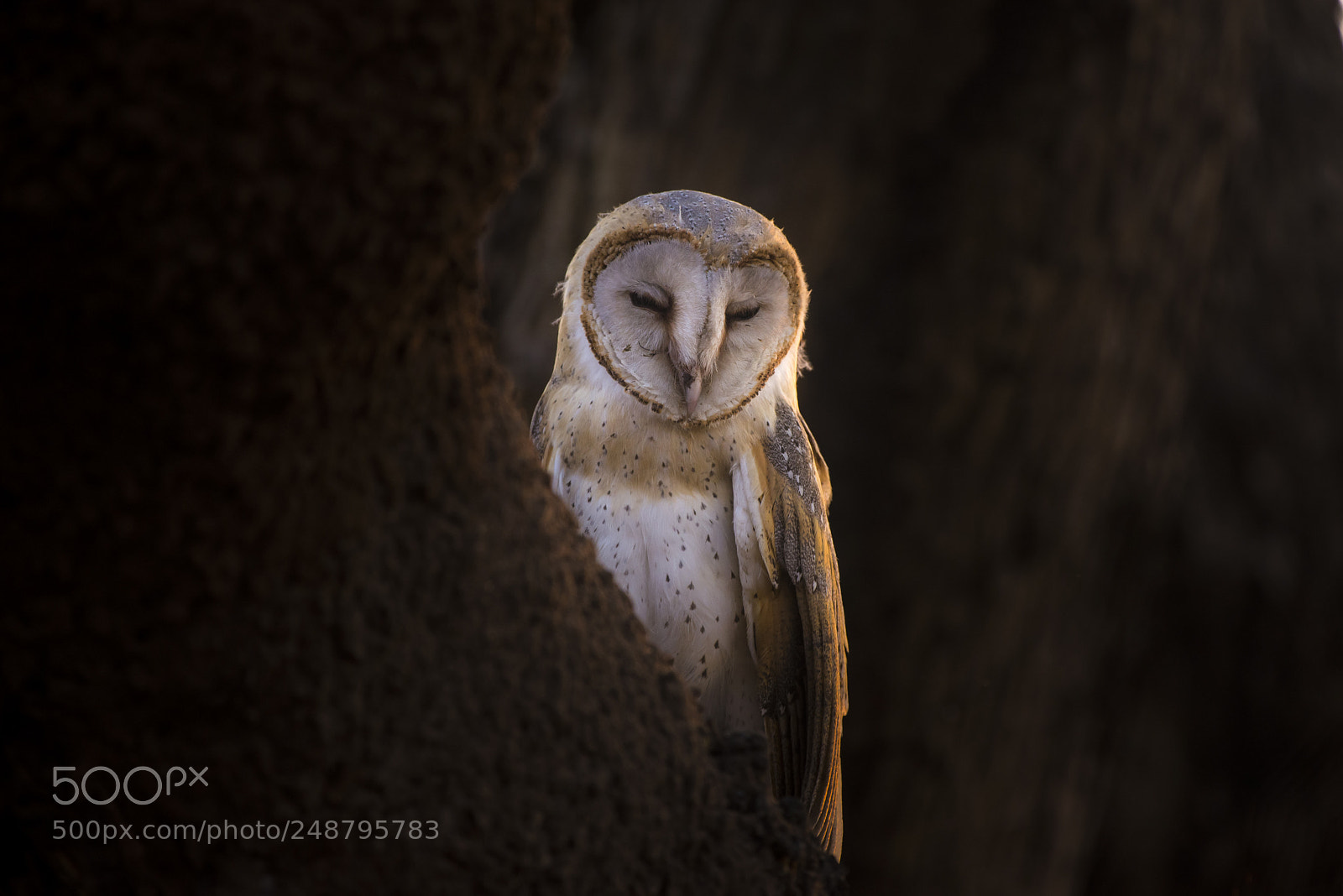 Nikon D600 sample photo. Barn owl photography
