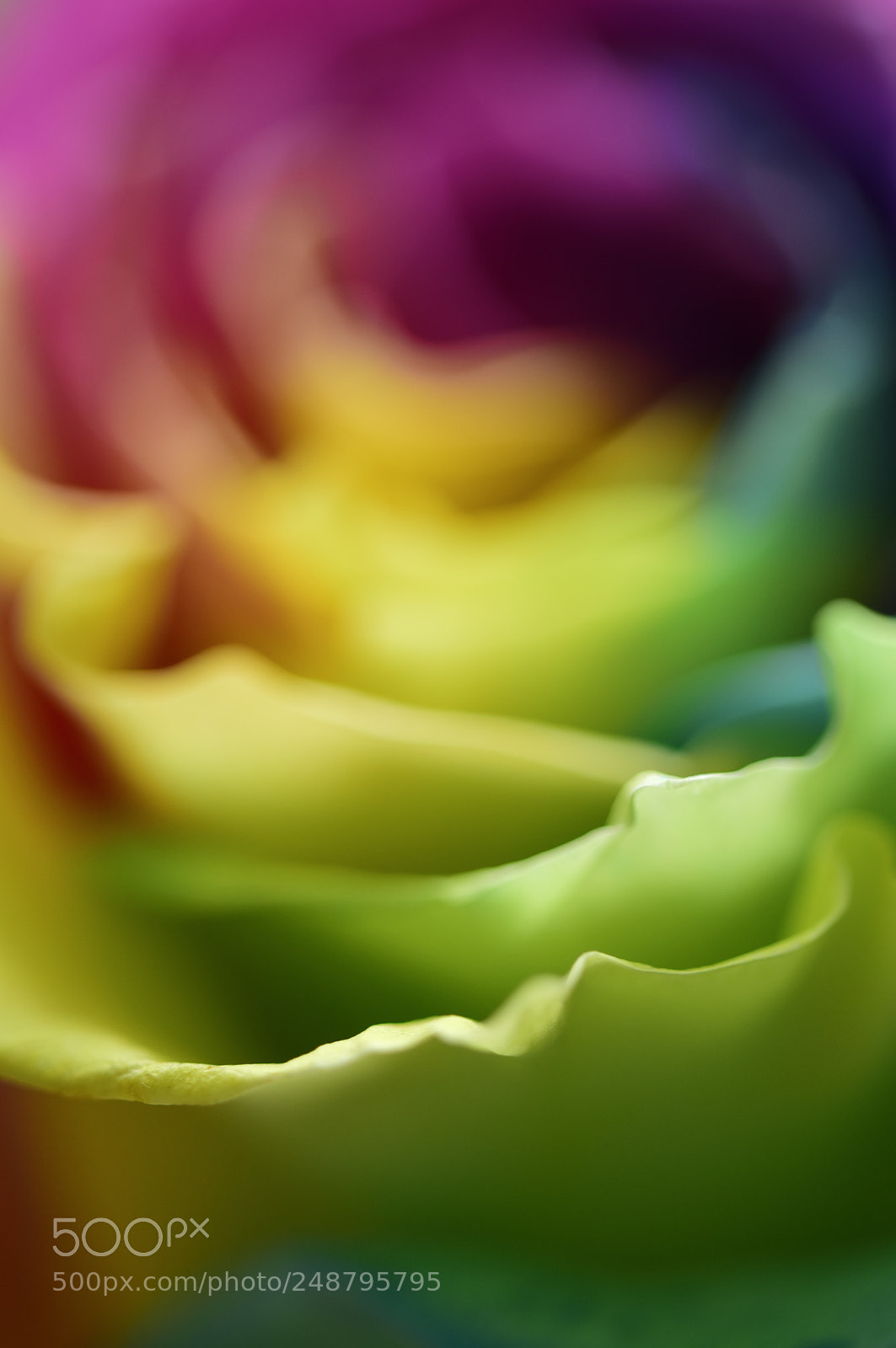 Nikon D810 sample photo. Rose photography