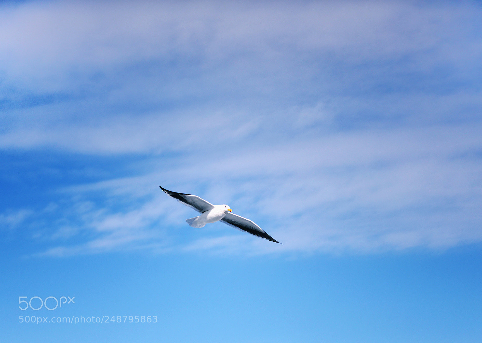 Nikon D810 sample photo. 鸟 photography