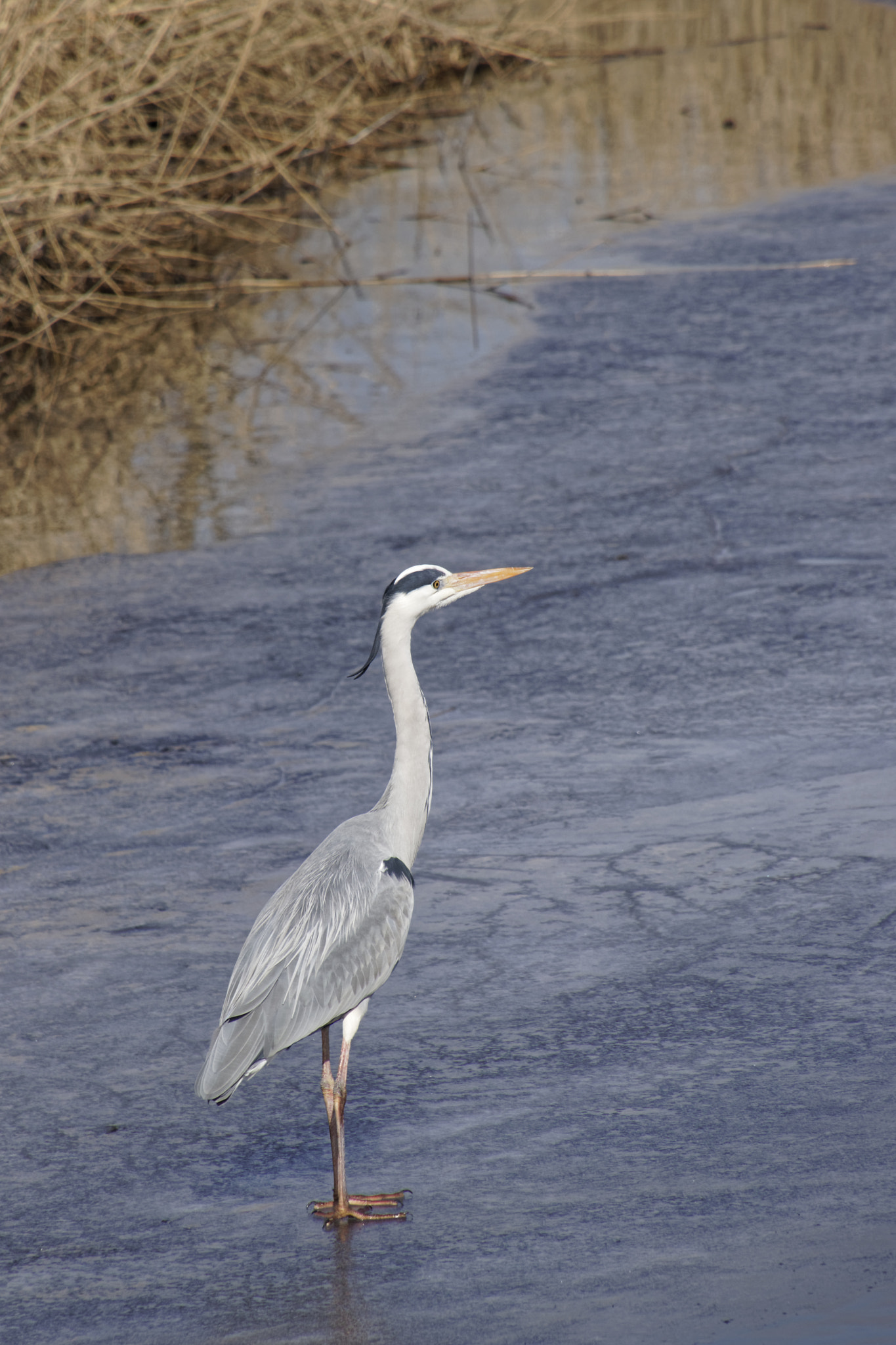 Canon EOS 800D (EOS Rebel T7i / EOS Kiss X9i) sample photo. Reiger photography