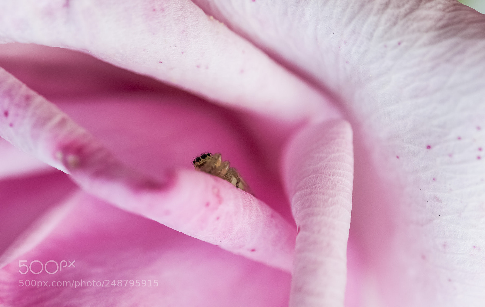 Canon EOS 50D sample photo. Salticidae blackwall photography