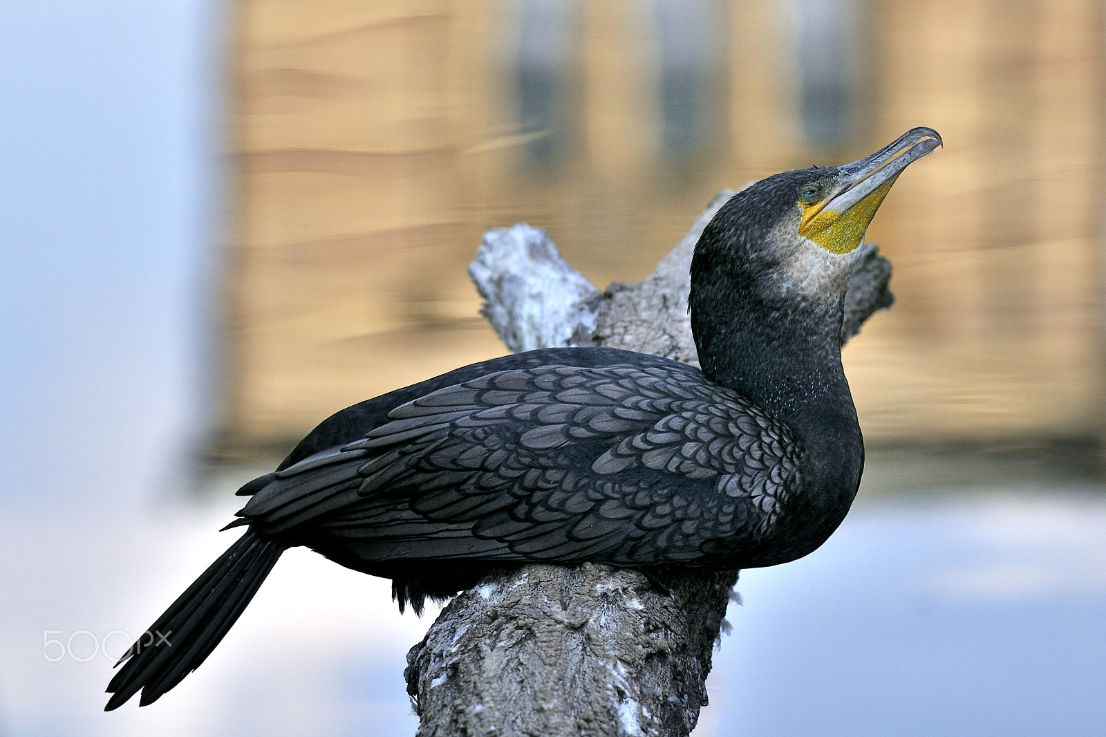 Sigma APO 100-300mm F4 EX IF HSM sample photo. Komoran | phalacrocorax carbo photography