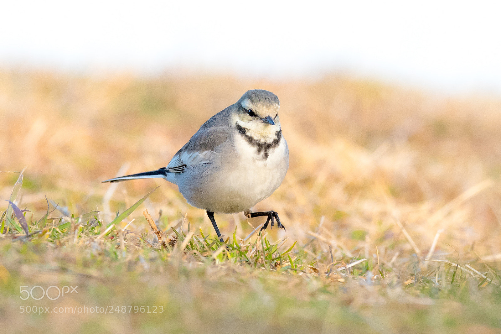 Nikon D500 sample photo. White wagtail photography