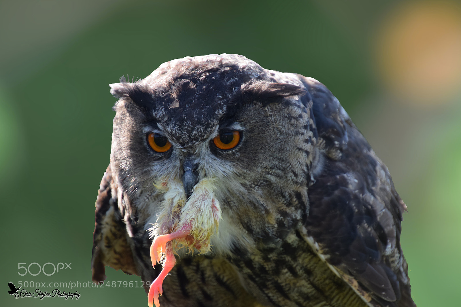 Nikon D5300 sample photo. Eagle owl eating photography
