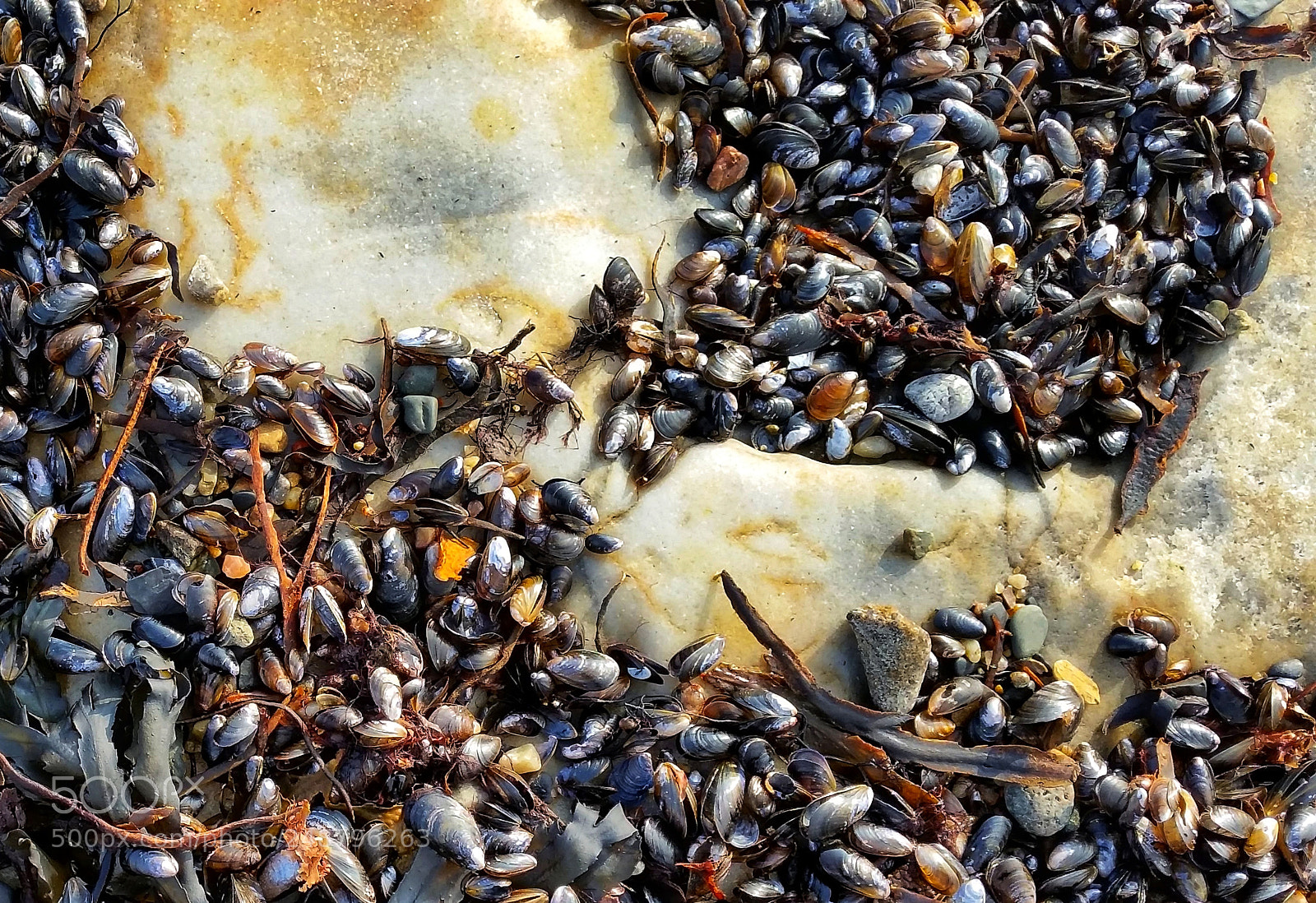 Samsung Galaxy S5 sample photo. Shell photography