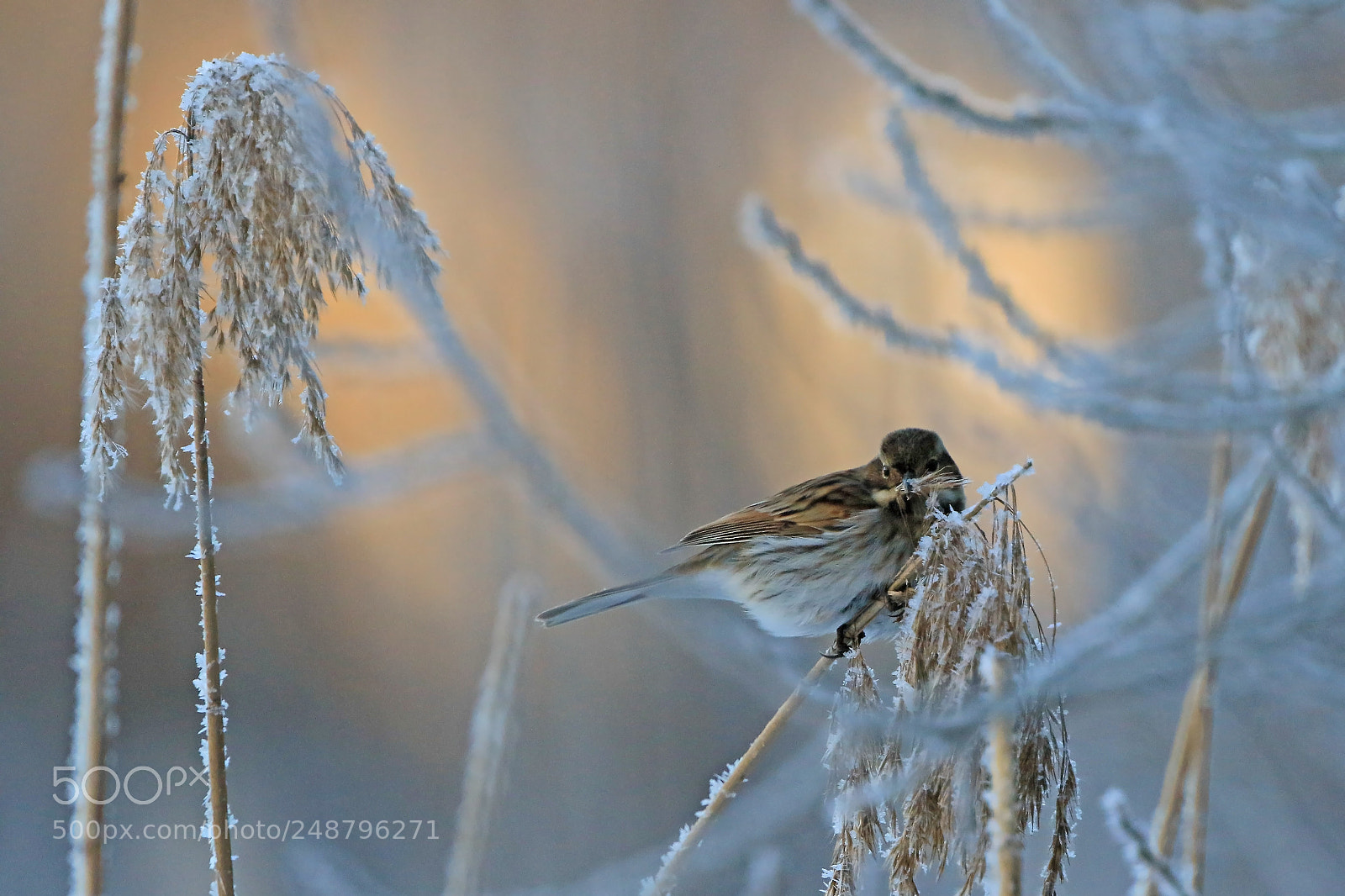 Canon EOS 7D Mark II sample photo. Frosty morning photography