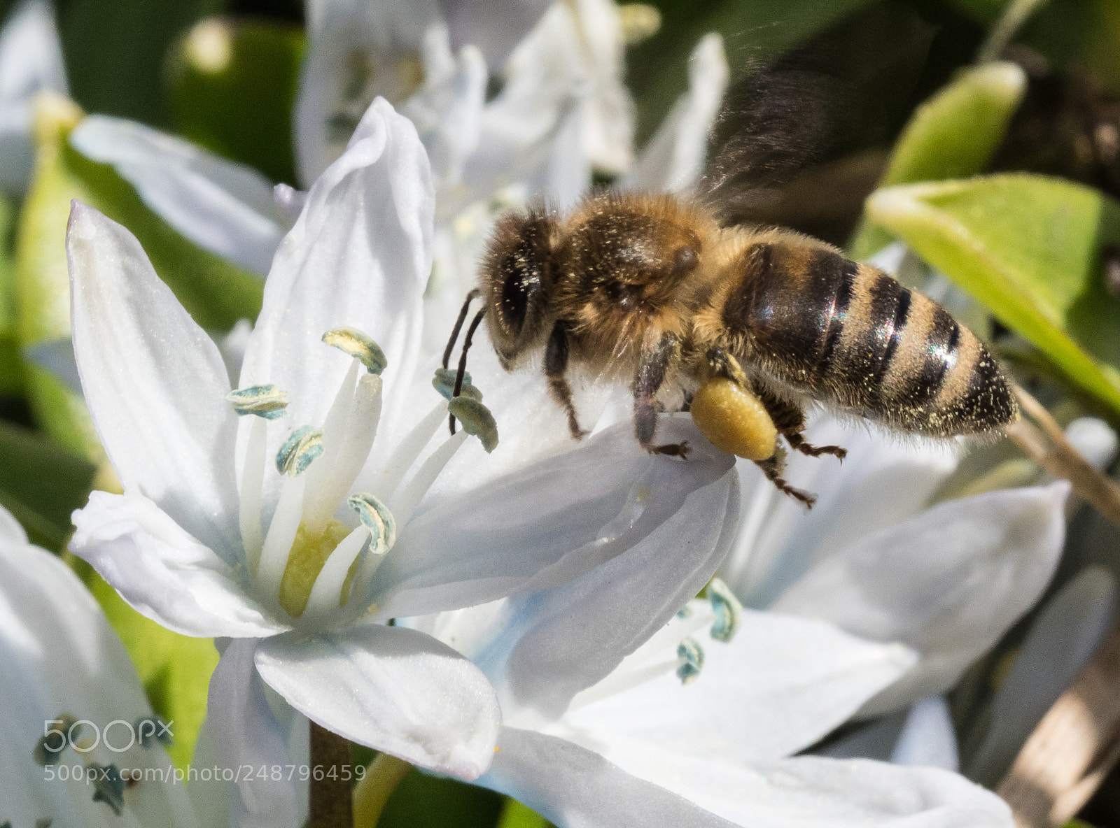 Olympus OM-D E-M1 Mark II sample photo. Honey bee photography