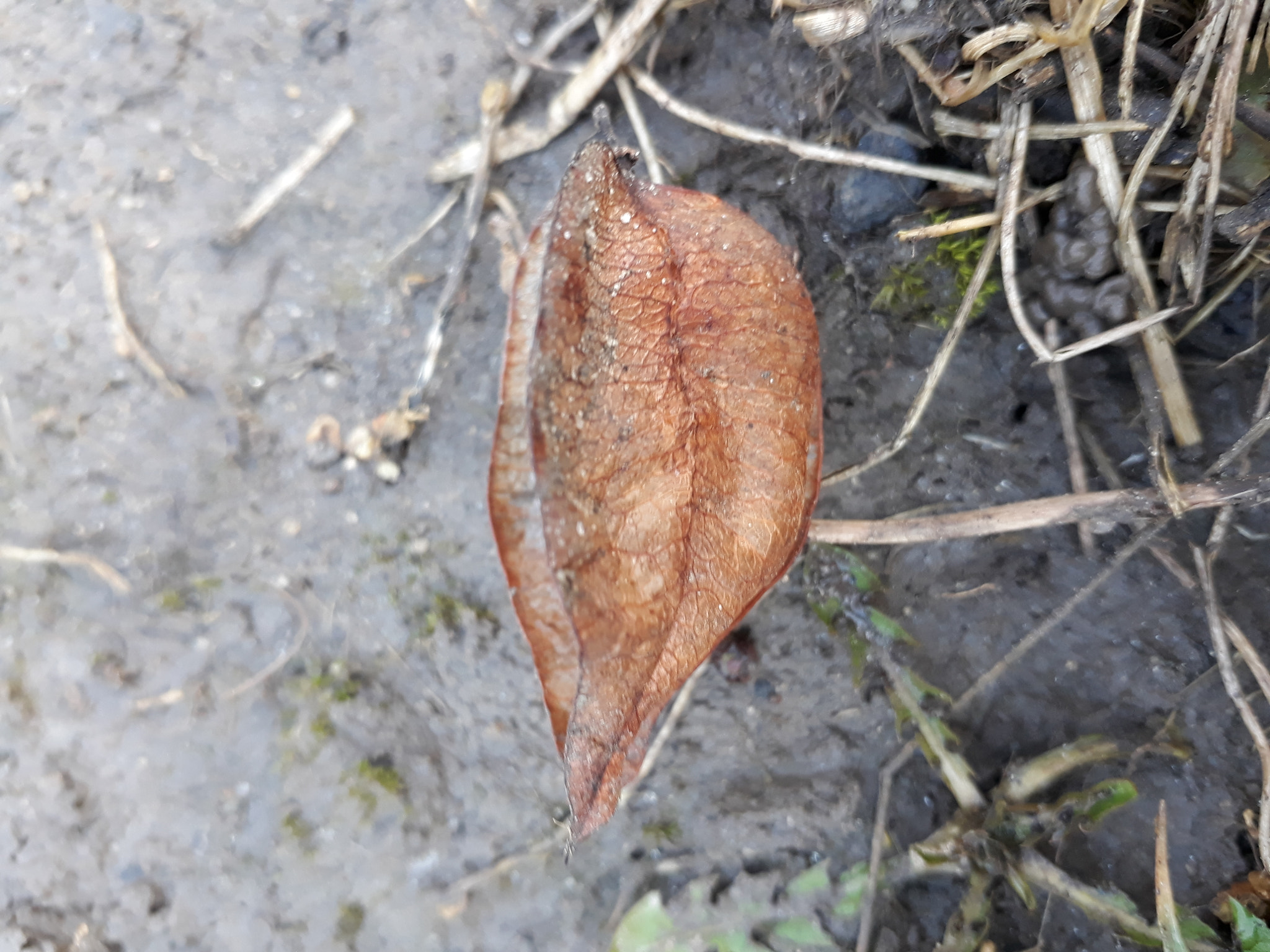 Samsung Galaxy A3(2017) sample photo. Something... photography