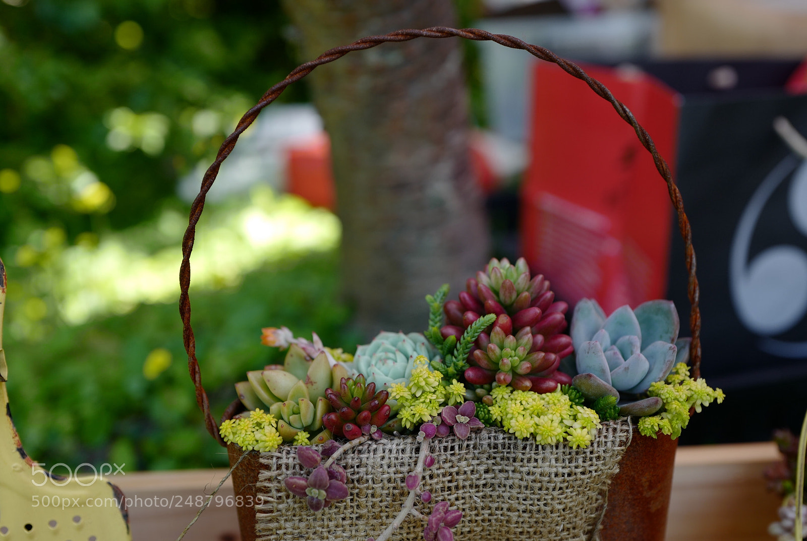 Leica Q (Typ 116) sample photo. 漂亮哭的手提藍多肉 photography