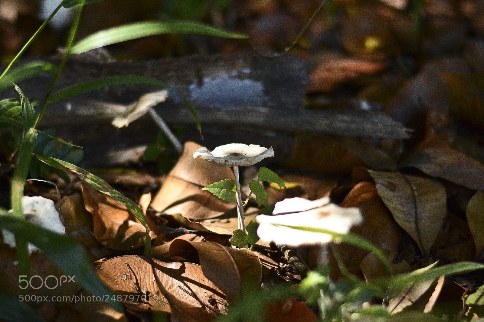 Nikon D7100 sample photo. Restos da natureza. photography