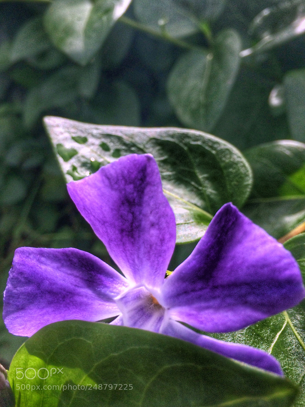 Apple iPhone 5s sample photo. Untitled photography