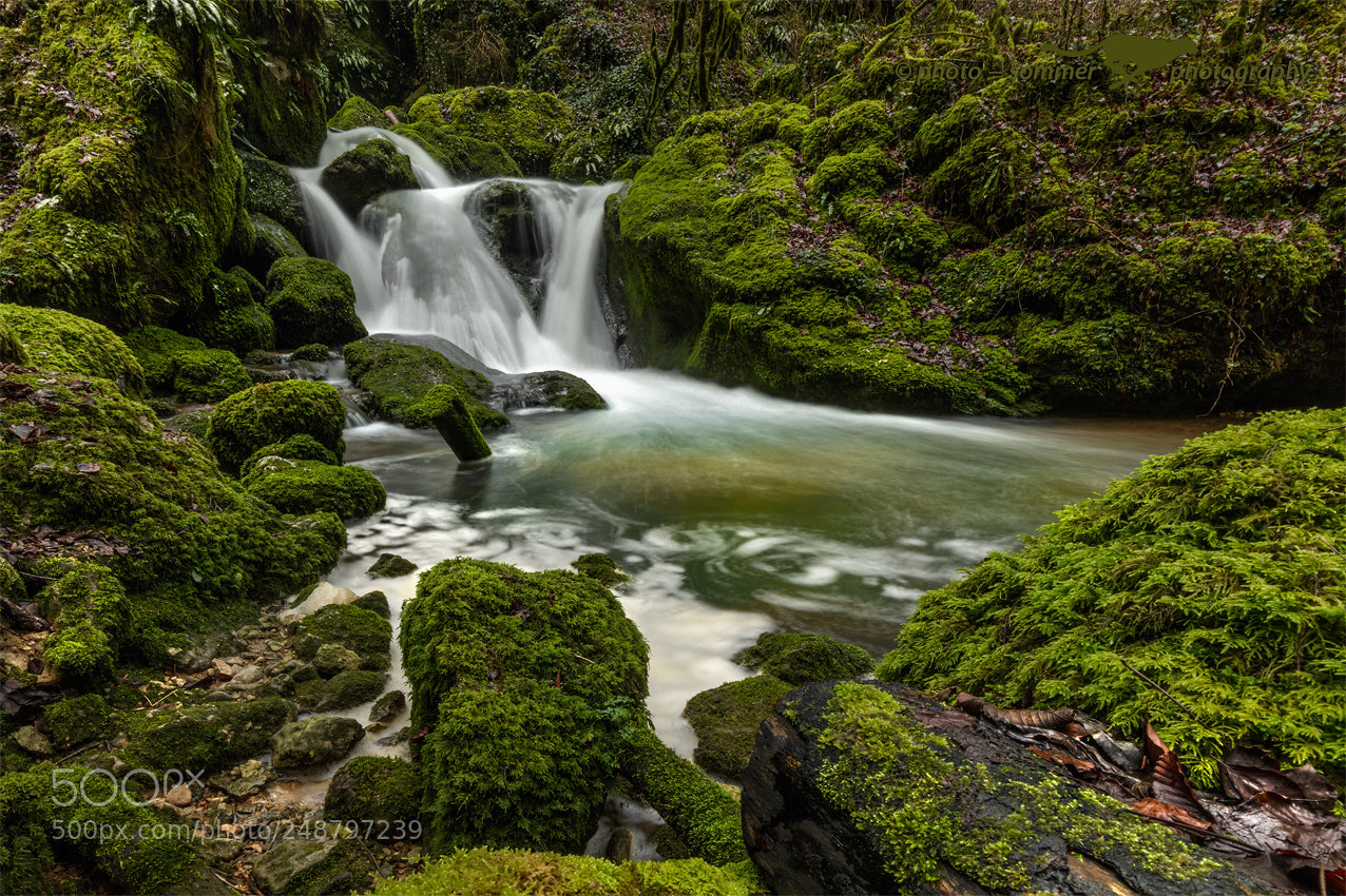 Canon EOS 5DS R sample photo. Forest and water photography