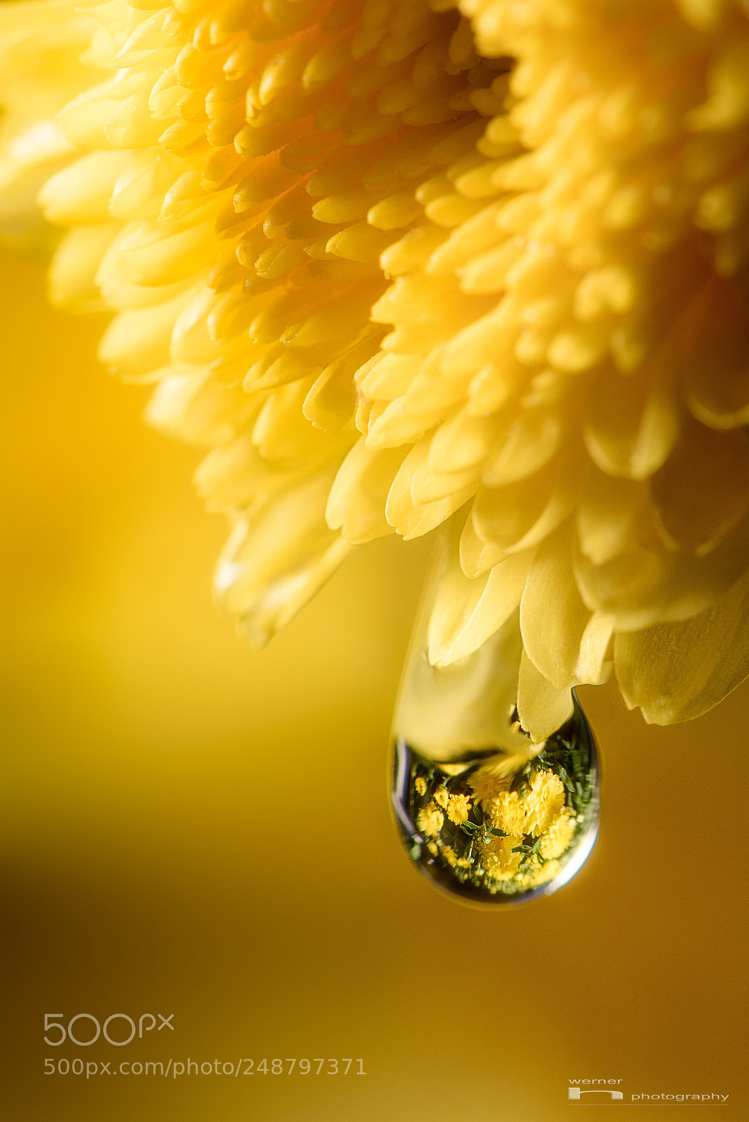 Nikon D810 sample photo. Raindrop from flower photography